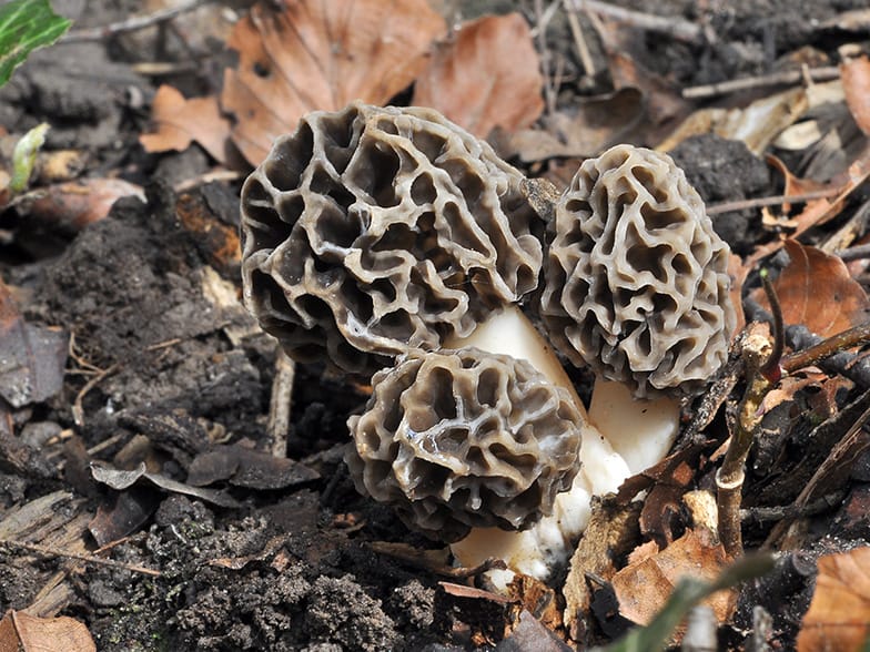 Morilles